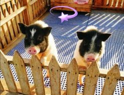 -萌宠亲子动物乐园(槐房万达店)