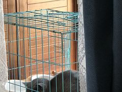 -灵美宠物诊所