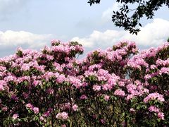 -梧桐山风景名胜区