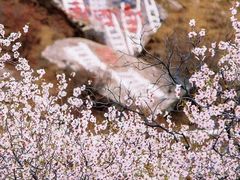 -桃花岛风景旅游区