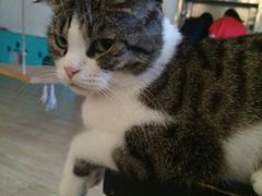 -萌喵咖啡屋(人民东路4号口M16商铺店)