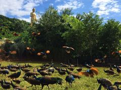 -西双版纳勐泐文化旅游区