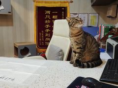 -宠爱国际动物医院·消化内科·心肾内科·ISFM猫友好(望京店)