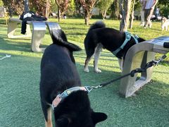 -爪吧宠物乐园 (温榆河示范区店)