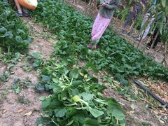 -南汇老顾农家乐采摘大团水蜜桃采摘店