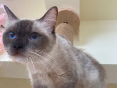 -猫にゃん · 猫的隐藏屋猫咖(麦地旗舰店)