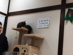 -逗柴咖啡屋·狗咖猫咖宠物桌游