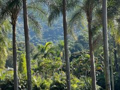 -深圳仙湖植物园