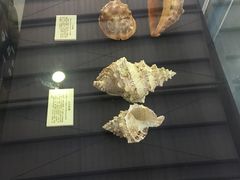 -上海海洋大学鱼文化博物馆(军工路校区)
