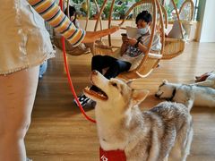 仙子-Husky Go! 哈士奇体验馆·宠物咖啡厅狗咖