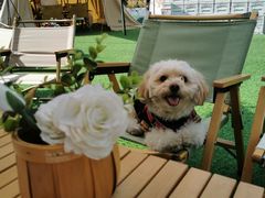 -CAMP.33露营烤肉·团建聚餐(创智天地店)