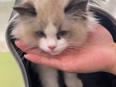 -瑞鹏宠物医院·骨外科·心肾科·肿瘤科(九亭店)