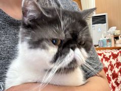 -瑞派康怡24h宠物医院·犬猫医疗中心·微创绝育(瑞景分院)