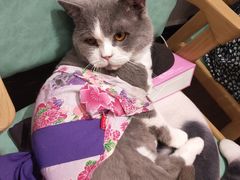 -猫色咖啡·猫咖