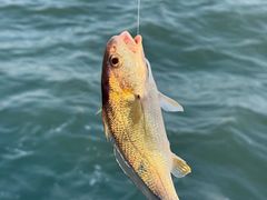 -鑫艋游艇海钓俱乐部