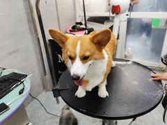 -宠福鑫康馨动物医院·骨科·眼科