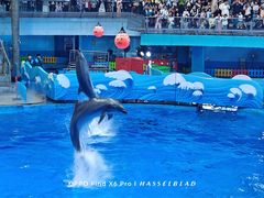 -海合安成都极地海洋公园