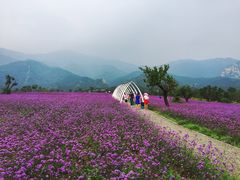 -紫云台香草园