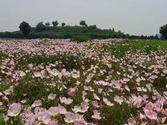 -汉长安城未央宫国家考古遗址公园
