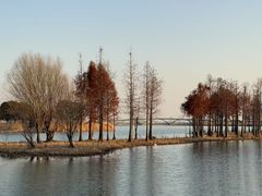-贡湖湾湿地公园