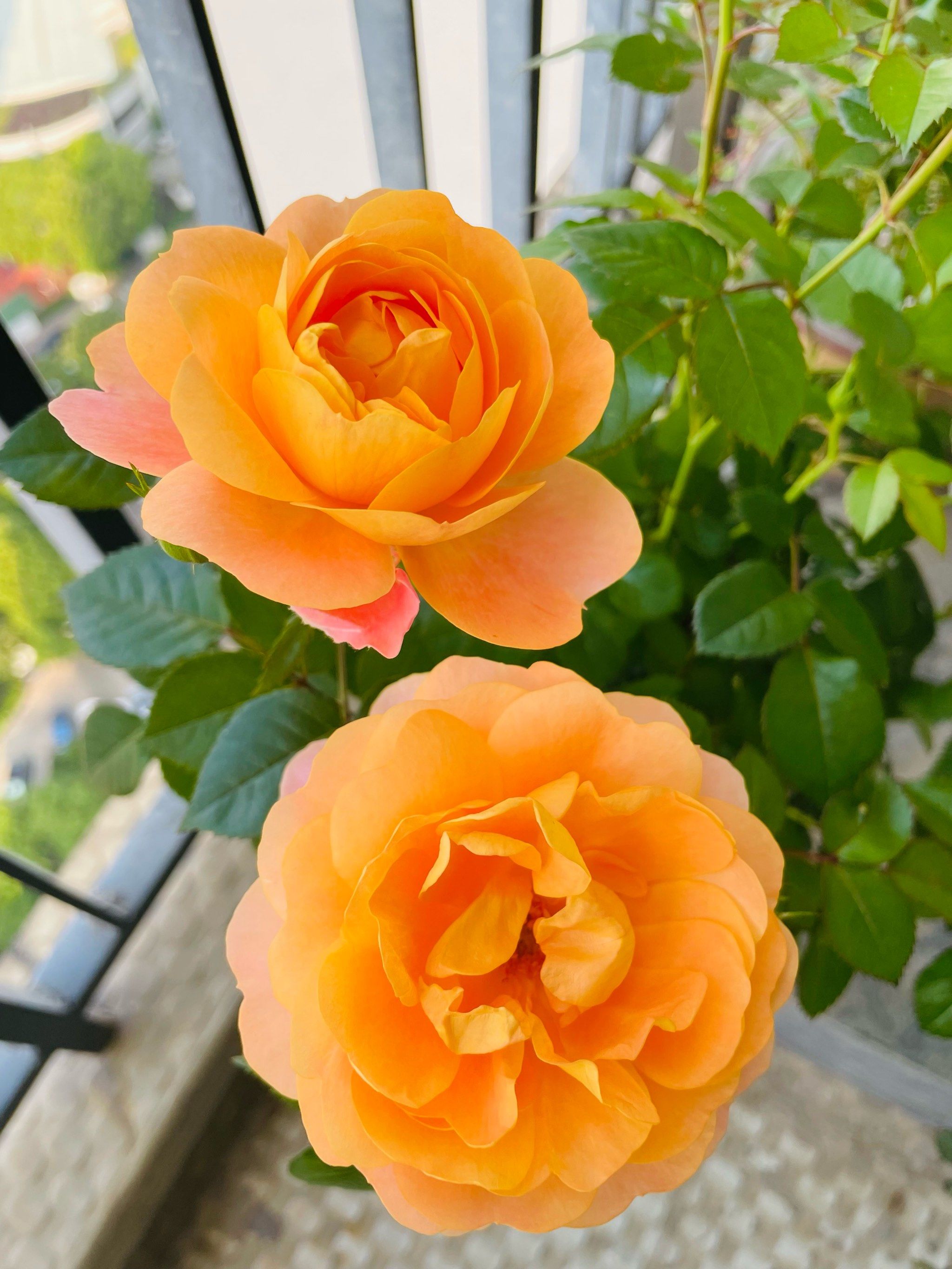 阳台上的月季花花