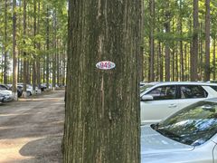 -黄海国家森林公园