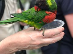 -新加坡飞禽公园