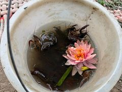 -同銮特种养殖场·龙虾垂钓