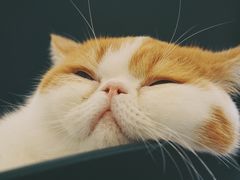 -飞行喵MR PILOT|猫舍·猫咖(静安大融城店)