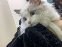 -艾贝尔宠物诊疗
