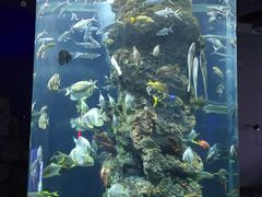 -芜湖新华联大白鲸海洋公园