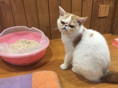 -龟与熊猫宠物公园(南坪店)