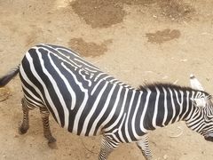 -昆明动物园
