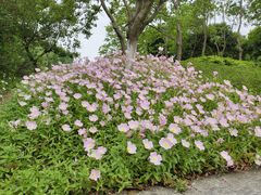 -贡湖湾湿地公园
