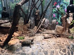 -上海大自然野生昆虫馆(东方明珠·爬宠昆虫探索中心)