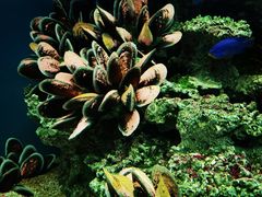 -御唐府海珊瑚主题餐厅