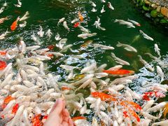 -南宫五洲植物乐园