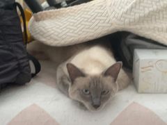 -谐和益家动物医院·免疫绝育·血液透析·宠保定点医院(高新伊藤分院)