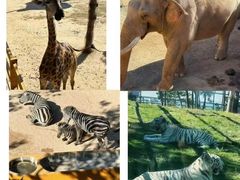 -西霞口神雕山野生动物世界