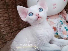 -欣宠猫屋·矮脚拿破仑·蓝金金渐层