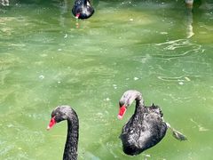 -燕塞湖鸟语林景区