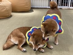 -逗柴咖啡屋·狗咖猫咖宠物桌游