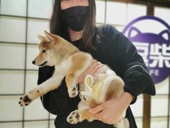 -逗柴咖啡屋·狗咖猫咖宠物桌游