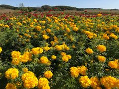 -莲花山花海