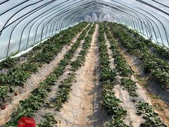 -前小桔亲子创意农场·草莓采摘·露营烧烤