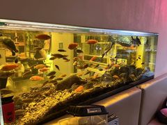 -酷以爬仙阁实体爬宠店·守宫·蜥蜴·专业繁育