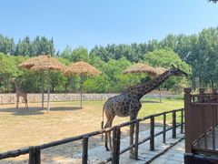 -北京野生动物园