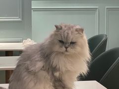 -安格丽娜·狗咖·猫咖羊驼咖(春熙路百盛商场店)