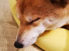 -逗柴咖啡屋·狗咖猫咖宠物桌游
