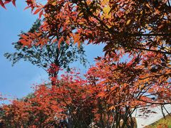 -广州市帽峰山景区